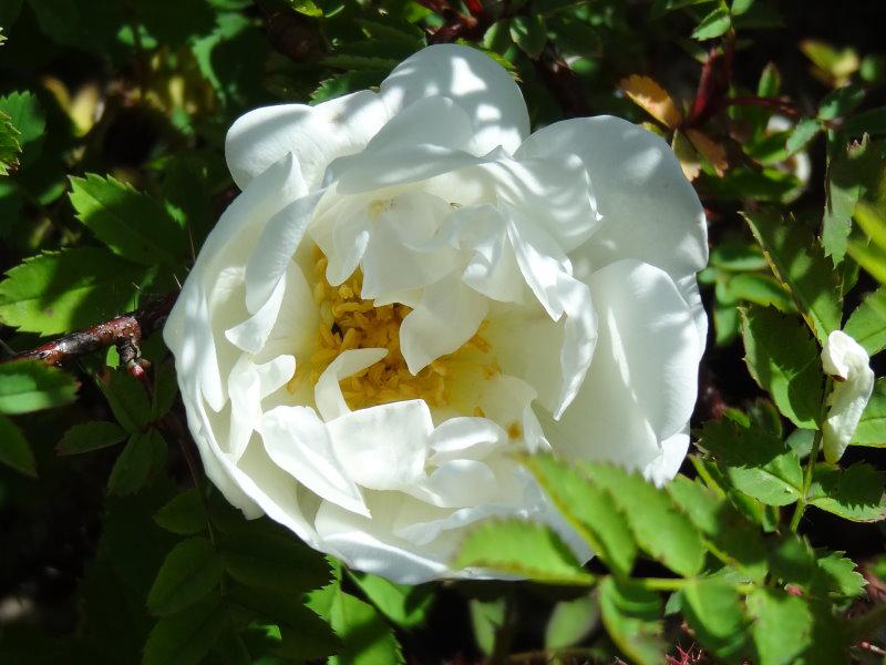 Gefüllte Blüte von Rosa pimpinellifolia Flora Plena