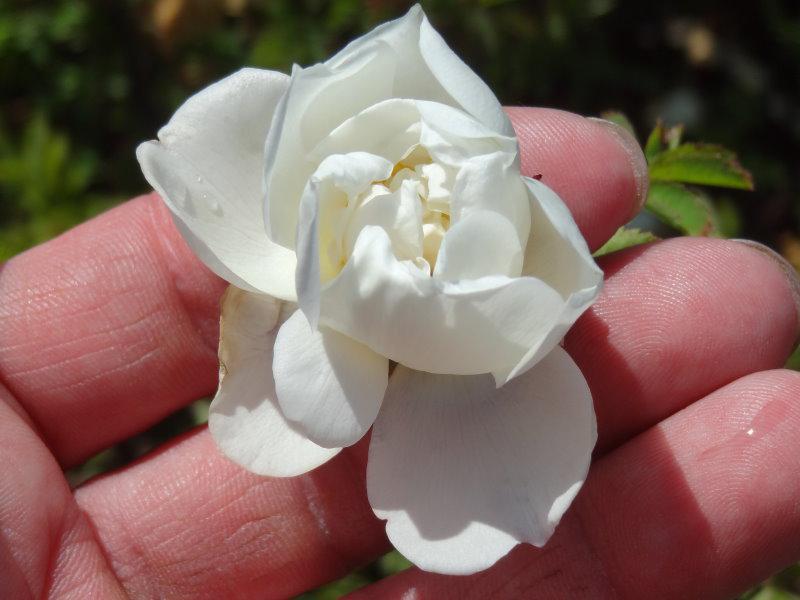 Rosa pimpinellifolia Flora Plena in Blüte