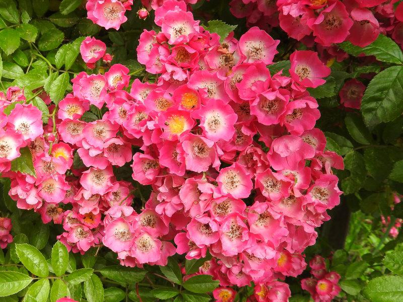 Zahlreiche rosa Blüten mit weißem Auge - die Kletterrose Maria Lisa