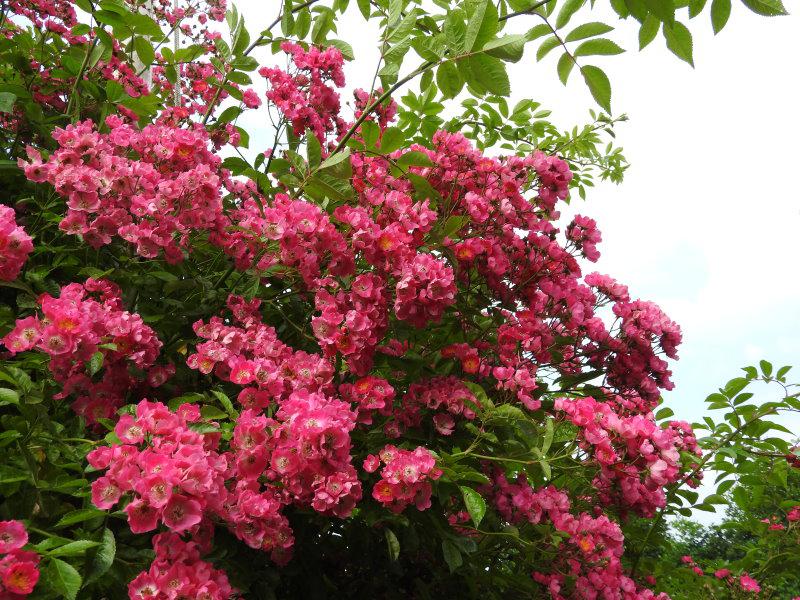 Ramblerrose Maria Lisa: reiche rosa Blüte im Juni