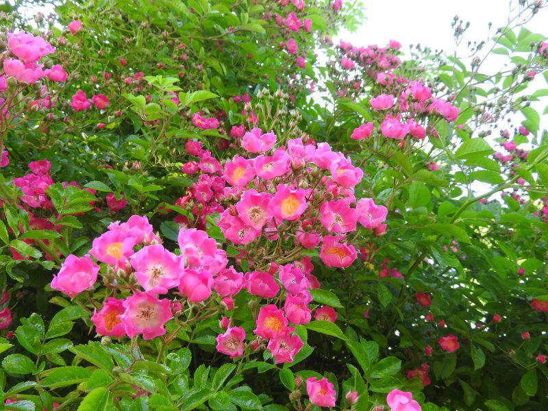 Rosa Blüten mit weißem Auge - die Kletterrose Maria Lisa