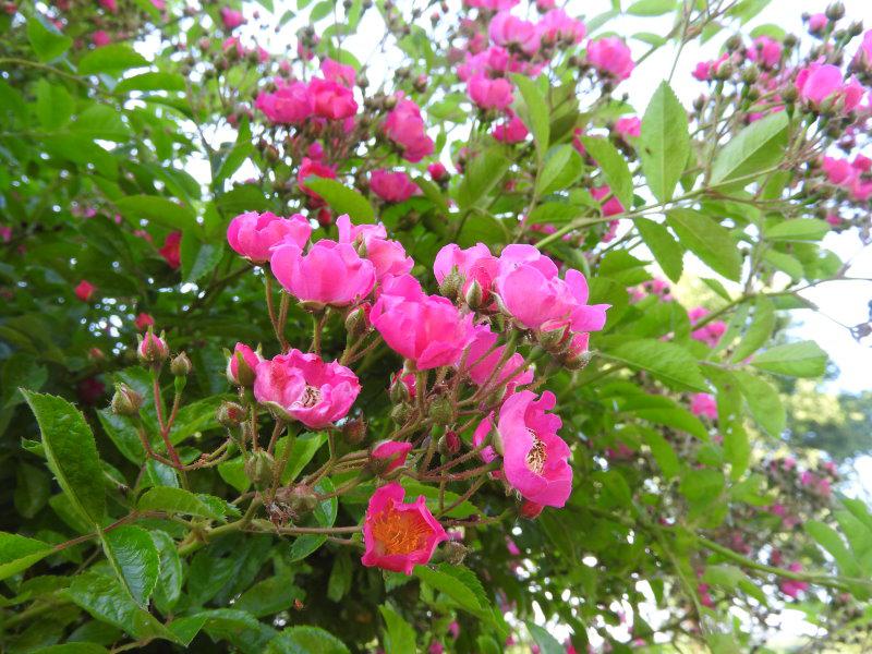 Hübsche pinke Blüten der Kletterrose Maria Lisa