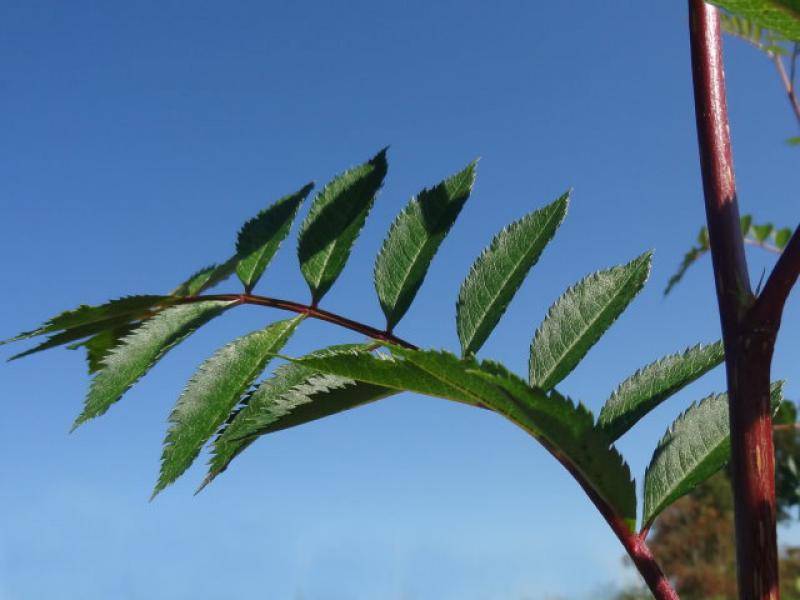 Sorbus arnoldiana Kirsten Pink