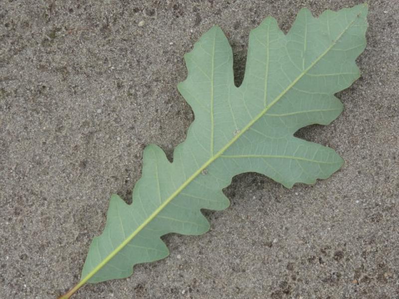 Blattunterseite von Quercus macrocarpa