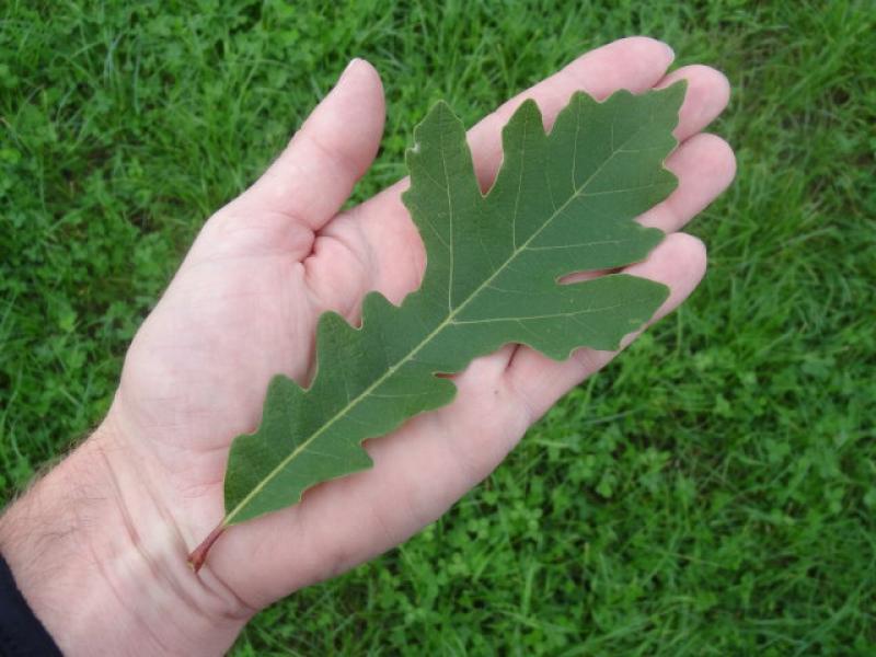 Quercus macrocarpa