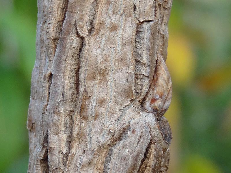 Typische Rinde von Quercus macrocarpa