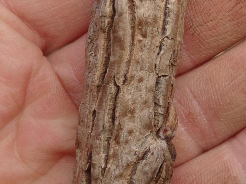 Quercus macrocarpa mit typischer Borke