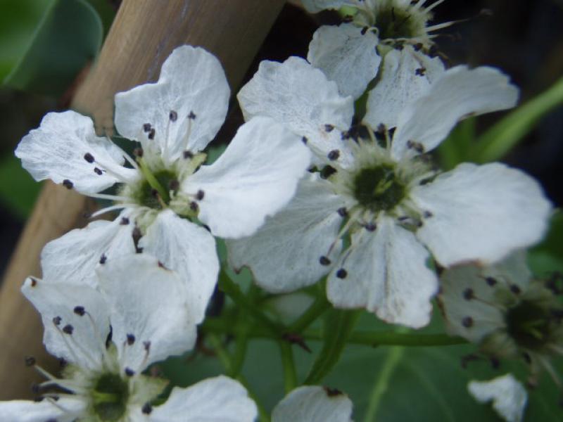 Weiße Blüten von Pyrus calleryana Redspire