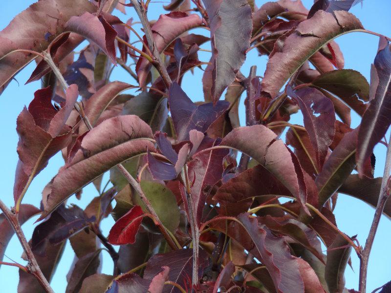 Stadtbirne Redspire mit dunkelroter Herbstfärbung