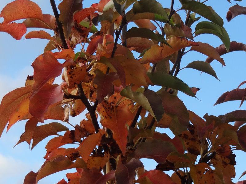 Orange-rotes Herbstlaub der Stadtbirne Redspire
