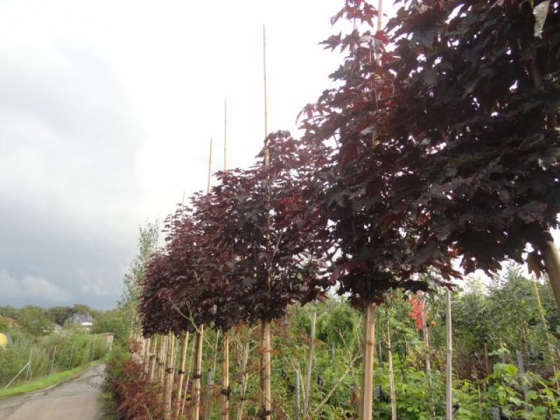 Acer platanoides Crimson Sentry in unserer Baumschule