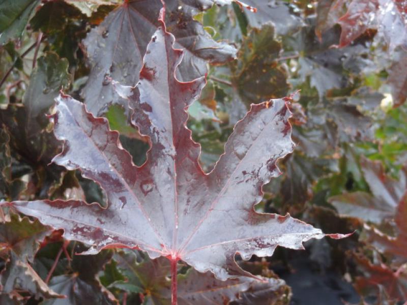 Blatt von Acer platanoides Crimson Sentry