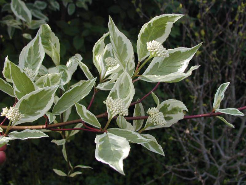 Weißbunter Hartriegel (Cornus alba Elegantissima) mit Blütenknospen