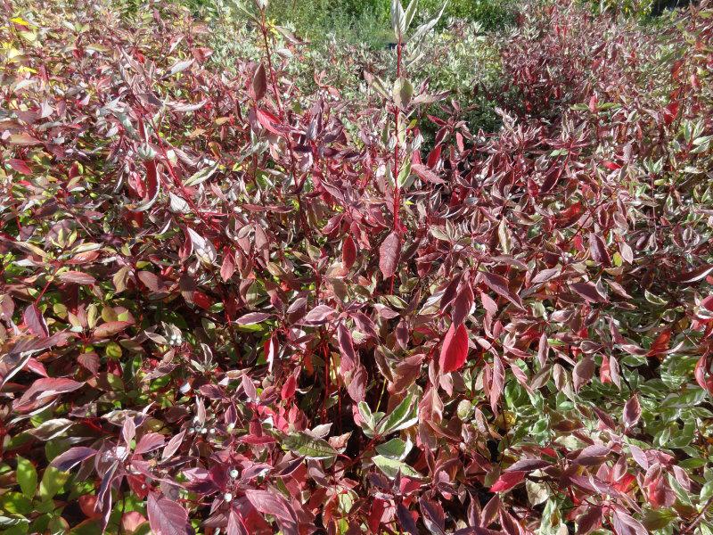 Herbstlaub: Weißbunter Hartriegel (Cornus alba Elegantissima)