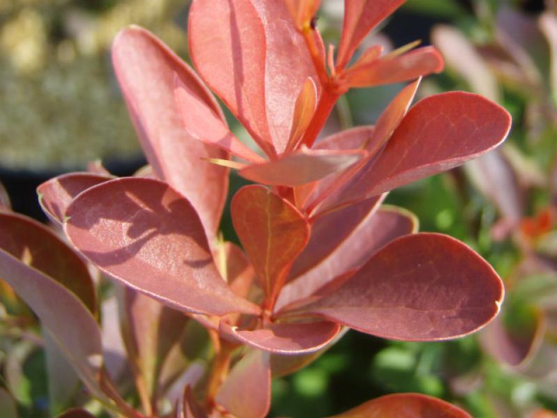 Nahaufnahem der Blätter von Berberis thunbergii Erecta Atropurpurea
