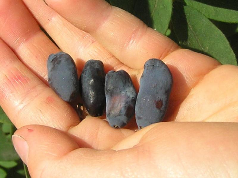 Früchte der Maibeere Blue Velvet