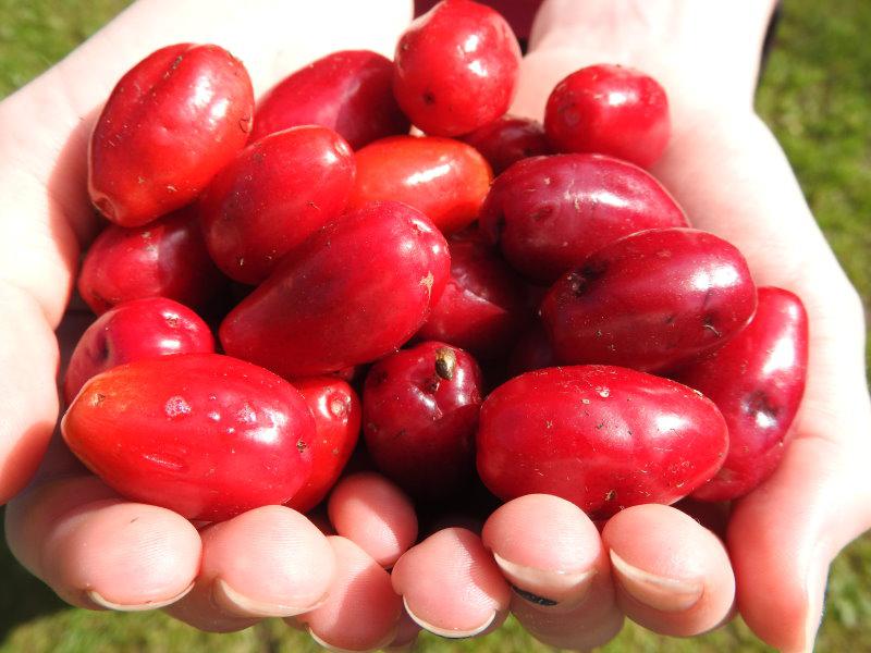Große rote Beeren der Kornelkirsche Vraca Kastel