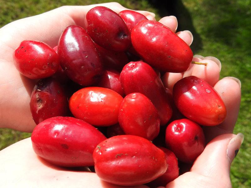 Die Beeren des Cornus mas Vraca Kastel sind essbar und süßlicher als die der Art.