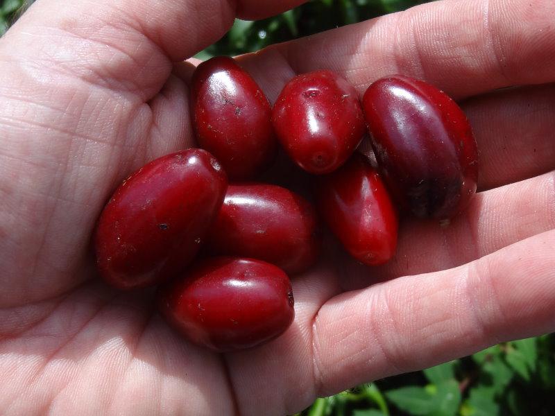 Gesunde rote Früchte - die Großfrüchtige Kornelkirsche Vraca Kastel