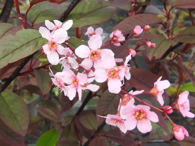 Zartrosa Blüten der Traubenkirsche Colorata im Mai