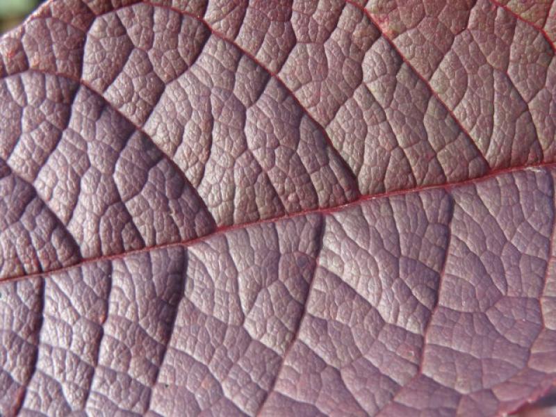 Die schöne Blattstruktur der Traubenkirsche Colorata