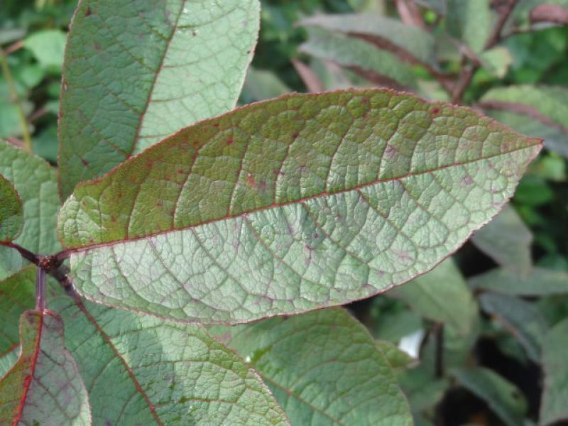 Ausgereiftes Blatt von Prunus padus Colorata