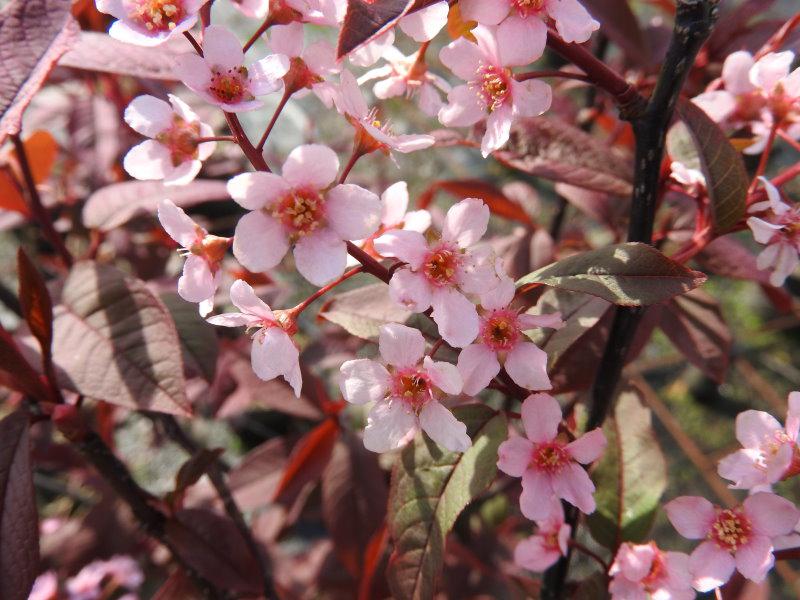 Rosa Blütenpracht der Traubenkirsche Colorata
