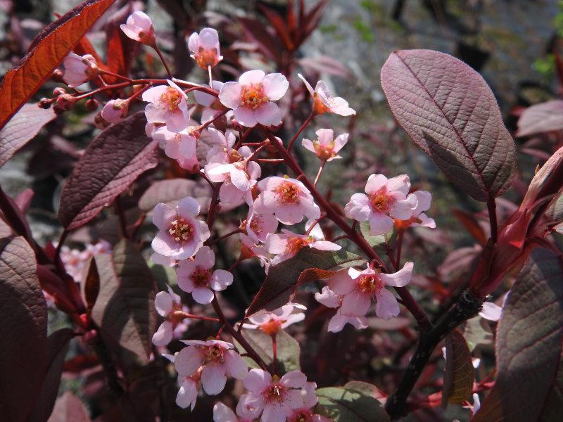 Die Traubenkirsche Colorata blüht rosa.