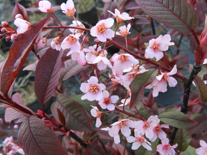 Rote Blätter und rosa Blüten - die Traubenkirsche Colorata