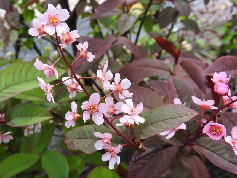 Rosablühende Traubenkirsche Colorata