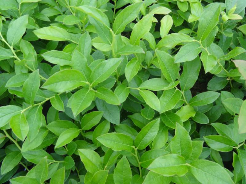 Gesundes Laub von Vaccinium corymbosum North Country