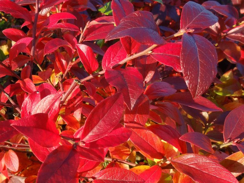 Die tolle Herbstfärbung der Kulturheidelbeere North Country