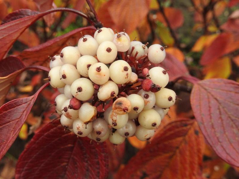 Früchte und Herbstlaub von Cornus alba Kesselringii