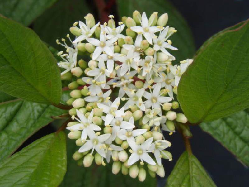 Cornus alba Sibirian Pearls: schöne Blüte