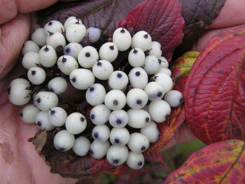 Früchte bei Cornus alba Sibirian Pearls