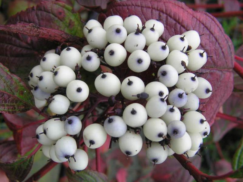 Hartriegel Sibirian Pearls mit Früchten