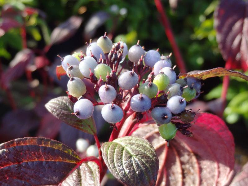 Cornus alba Siberian Pearls mit weißen Beeren