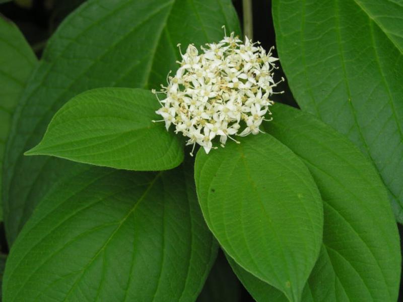 Cornus alba Sibirica: Blüte und Blätter