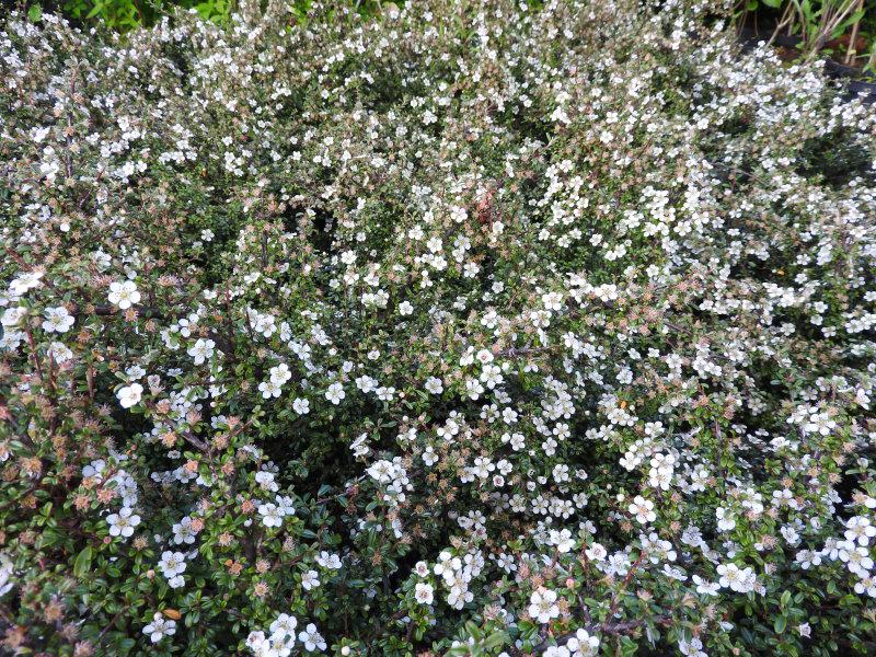 Himalayaoxbär Silver Shadow, Cotoneaster integrifolius Silver Shadow