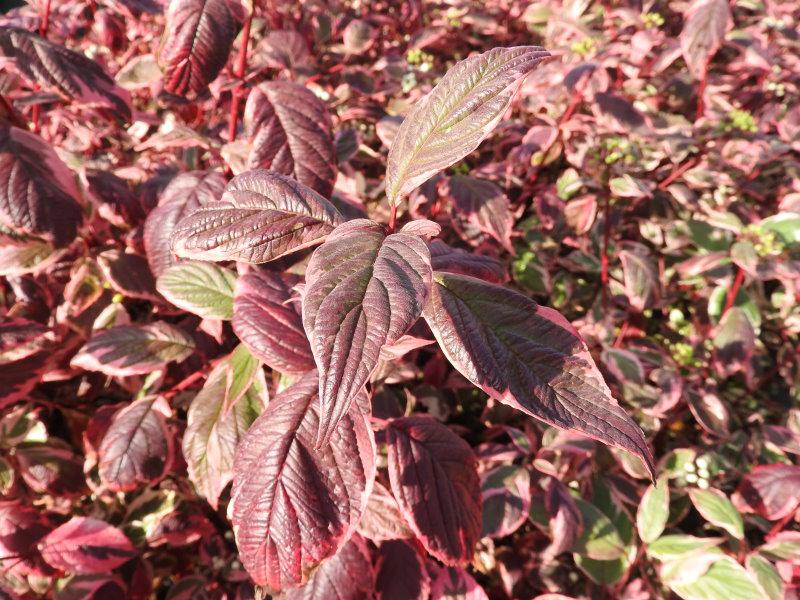 Herbstfärbung des Weißbunten Blutriegels (Cornus alba Sibirica Variegata)