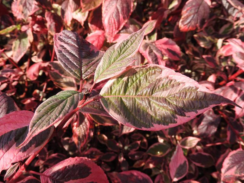 Leuchtend rot im Herbst - Cornus alba Sibirica Variegata