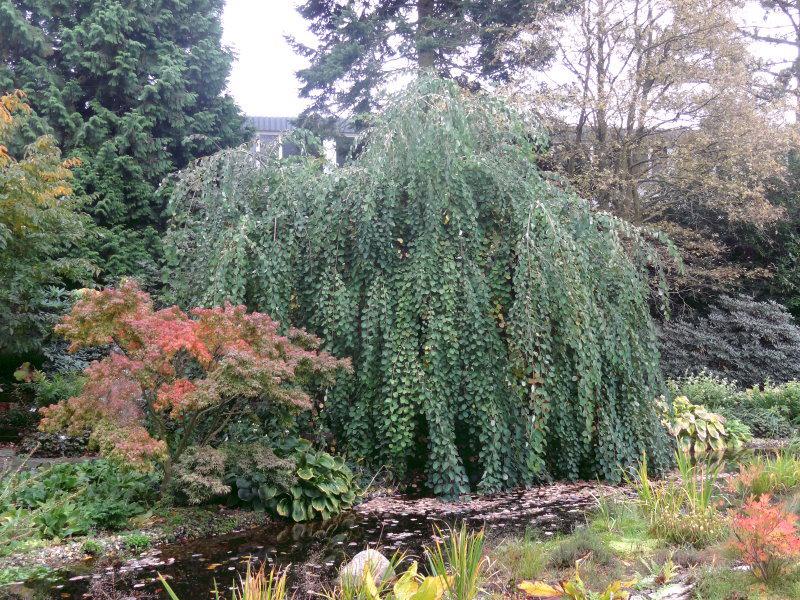 Solitärpflanze von Cercidiphyllum japonicum Pendulum im Botanischen Garten Hamburg