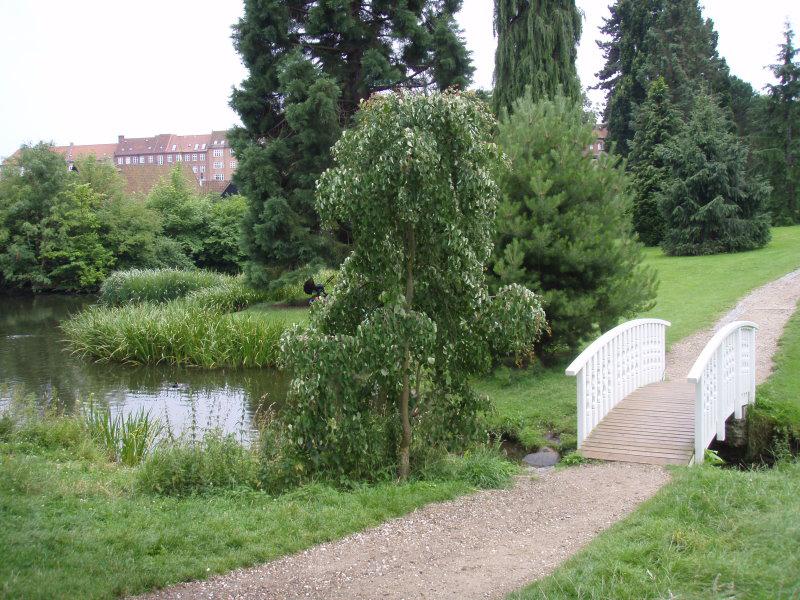 Cercidiphyllum japonicum Pendulum in einem dänischen Park