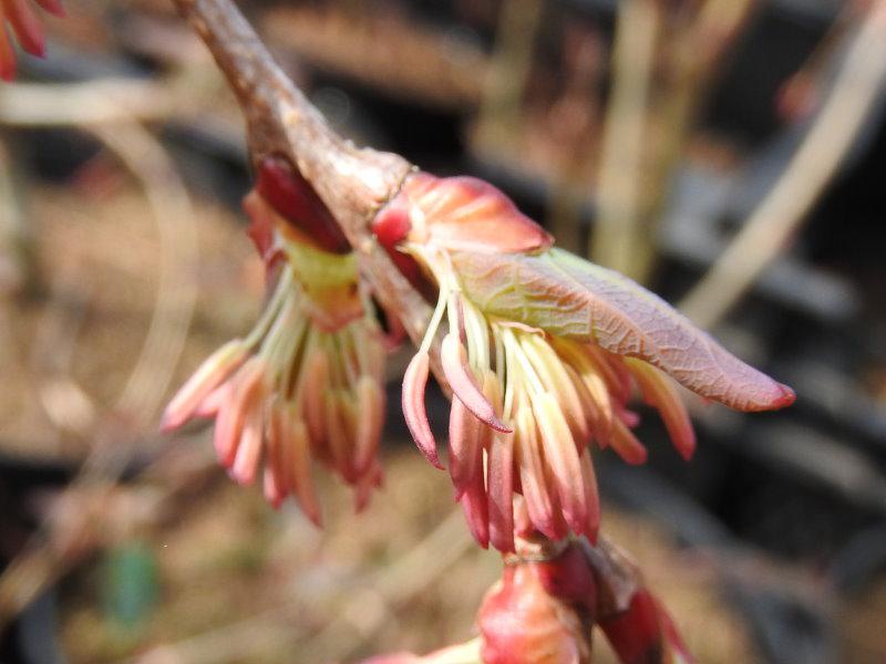 Männliche Blüte des Trauer-Lebkuchenbaums