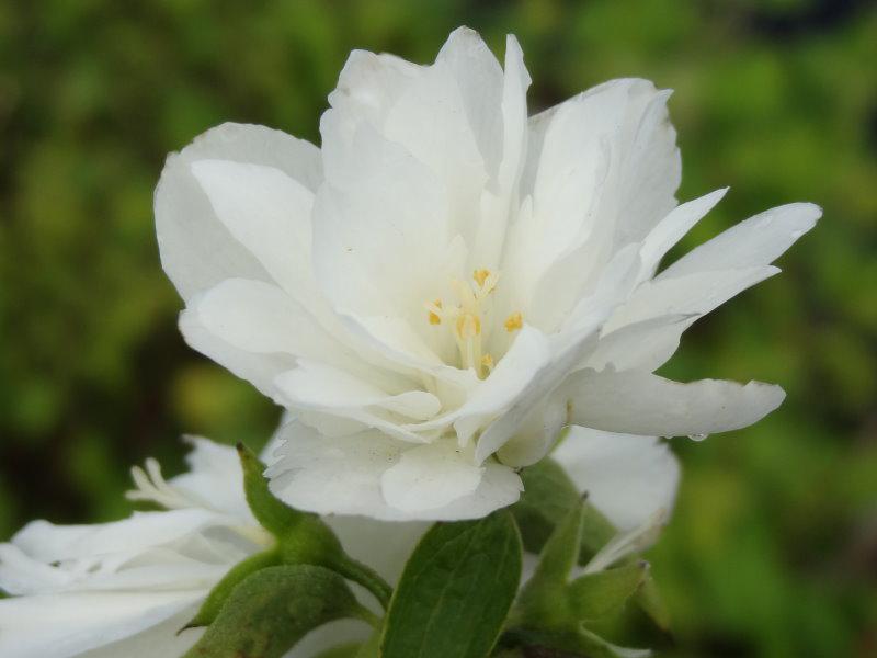 Blüte Philadelphus lewisii Waterton