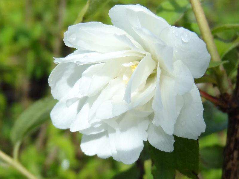 Philadelphus lewisii Waterton in Blüte