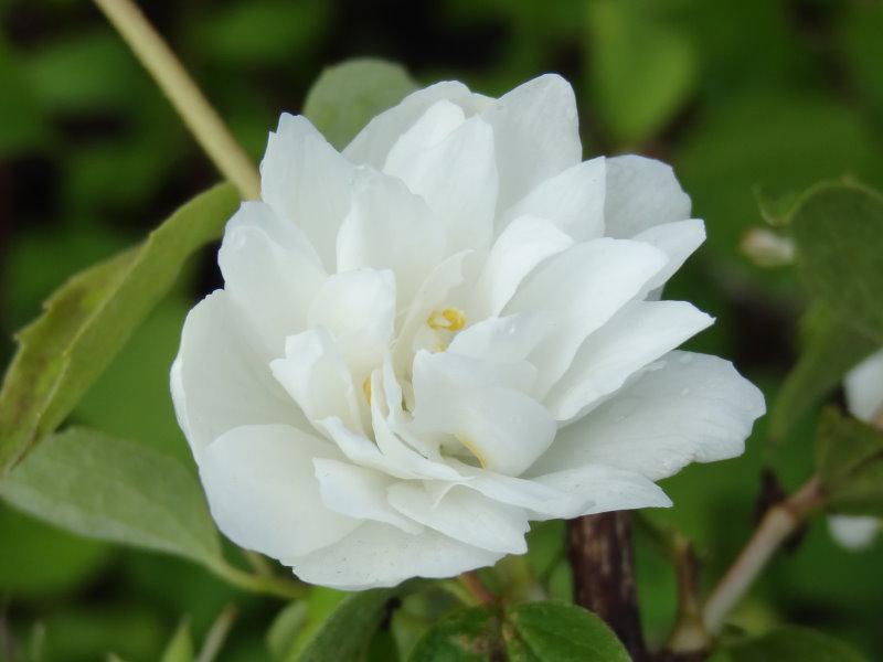 Philadelphus lewisii Waterton