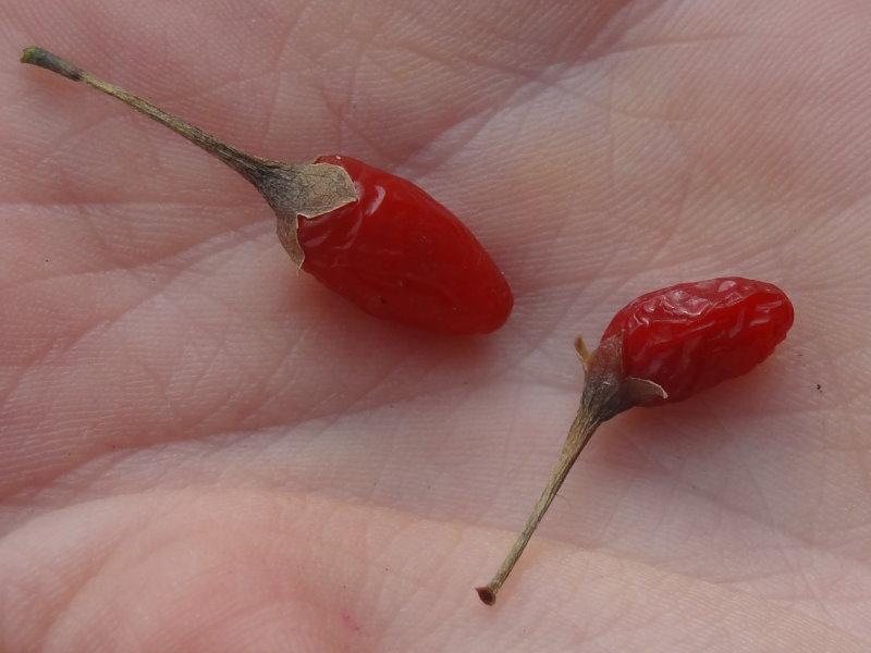 Getrocknete Früchte der Gojibeere Sweet Lifeberry