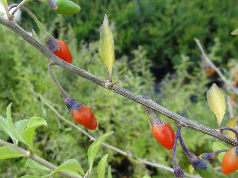 Die Früchte der Lycium barbarum (halmifolium) Kultursorte