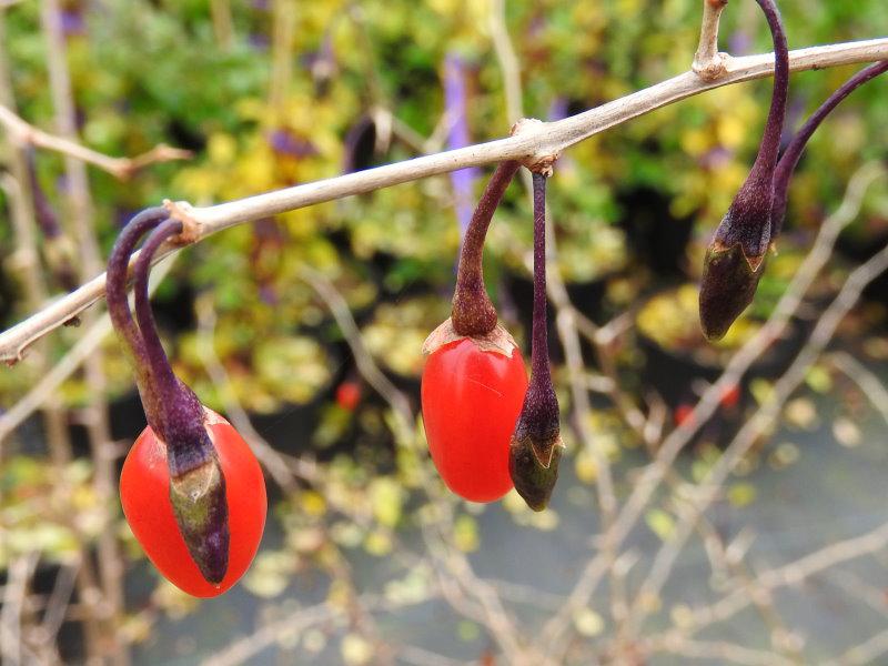 Lycium barbarum - gesunde, rote Beeren